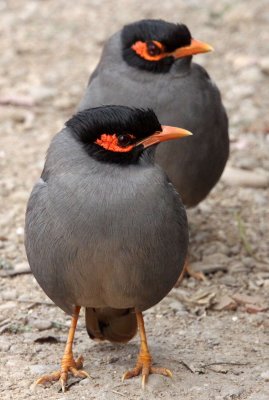 BIRD - MYNA - BANK MYNA - CHAMBAL RIVER SANCTUARY INDIA (8).JPG