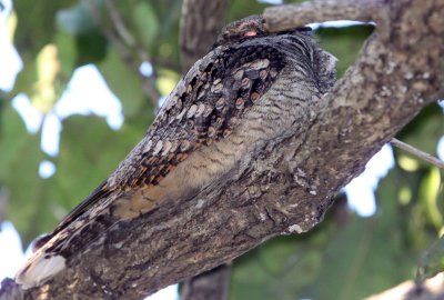 BIRD - NIGHTJAR - GREY NIGHTJAR - GIR FOREST GUJARAT INDIA (2).JPG