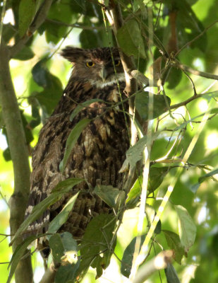 BIRD - OWL - BROWN FISH OWL - KAZIRANGA NATIONAL PARK ASSAM INDIA (1).JPG