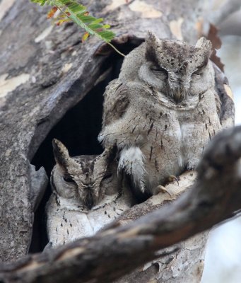 BIRD - OWL - COLLARED SCOPS OWL - GIR FOREST GUJARAT INDIA (16).JPG