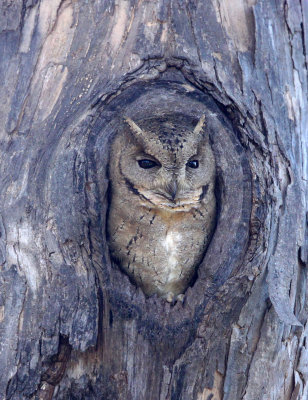 BIRD - OWL - COLLARED SCOPS OWL - GIR FOREST GUJARAT INDIA (3).JPG