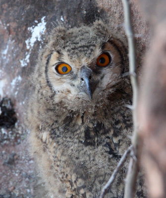 BIRD - OWL - EURASIAN OR INDIAN EAGLE OWL - GUJARAT INDIA (8).JPG