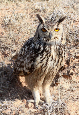 BIRD - OWL - EURASIAN OR INDIAN EAGLE OWL - LITTLE RANN OF KUTCH GUJARAT INDIA (20).JPG