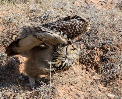 BIRD - OWL - EURASIAN OR INDIAN EAGLE OWL - LITTLE RANN OF KUTCH GUJARAT INDIA (22).JPG