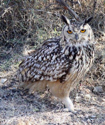 BIRD - OWL - EURASIAN OR INDIAN EAGLE OWL - LITTLE RANN OF KUTCH GUJARAT INDIA (30).JPG