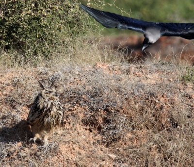 BIRD - OWL - EURASIAN OR INDIAN EAGLE OWL - LITTLE RANN OF KUTCH GUJARAT INDIA (6).JPG