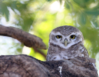 BIRD - OWL - SPOTTED OWLET -  LITTLE RANN OF KUTCH INDIA (10).JPG