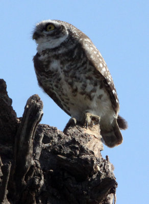 BIRD - OWL - SPOTTED OWLET - GIR FOREST GUJARAT INDIA (2).JPG