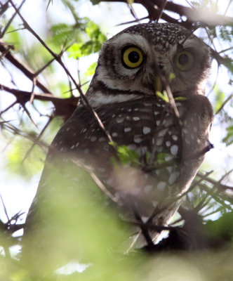 BIRD - OWL - SPOTTED OWLET - GIR FOREST GUJARAT INDIA (6).JPG