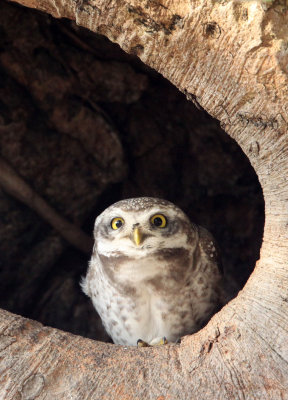 BIRD - OWL - SPOTTED OWLET - KANHA NATIONAL PARK INDIA (8).JPG