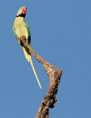 BIRD - PARAKEET - ALEXANDRINE PARAKEET - PSITTACULA EUPATRIA - KANHA NATIONAL PARK INDIA (4).JPG