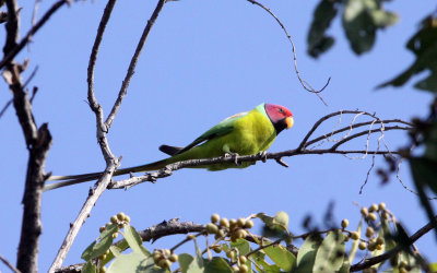 BIRD - PARAKEET - PLUMB-HEADED PARAKEET - BANDHAVGAR NATIONAL PARK INDIA (3).JPG