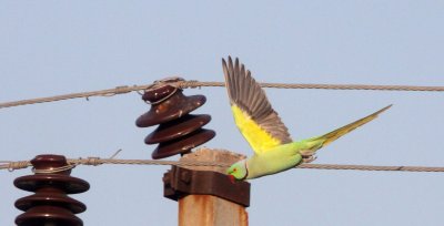 BIRD - PARAKEET - ROSE-RINGED PARAKEET - LITTLE RANN OF KUTCH GUJARAT INDIA (4).JPG