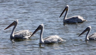 BIRD - PELICAN - DALMATIAN PELICAN - GIR FOREST GUJARAT INDIA (19).JPG