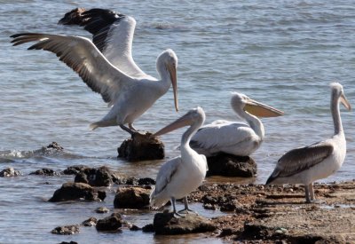 BIRD - PELICAN - DALMATIAN PELICAN - GIR FOREST GUJARAT INDIA (28).JPG