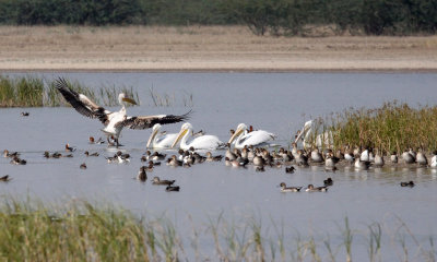BIRD - PELICAN - GREAT WHITE PELICAN - BLACKBUCK NATIONAL PARK INDIA (16).JPG