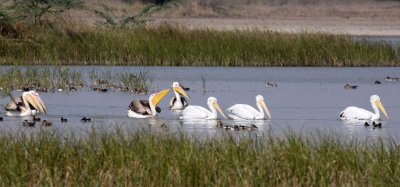 BIRD - PELICAN - GREAT WHITE PELICAN - BLACKBUCK NATIONAL PARK INDIA (26).JPG