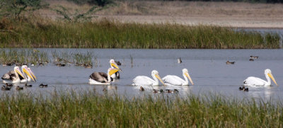 BIRD - PELICAN - GREAT WHITE PELICAN - BLACKBUCK NATIONAL PARK INDIA (27).JPG