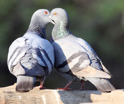 BIRD - PIGEON - WILD ROCK PIGEON - GIR FOREST GUJARAT INDIA (3).JPG