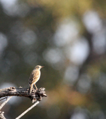 BIRD - PIPIT - TAWNY PIPIT - ANTHUS CAMPESTRIS - CHAMBAL RIVER SANCTUARY INDIA (2).JPG