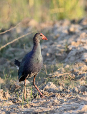 BIRD - PURPLE SWAMPHEN - LITTLE RANN OF KUTCH GUJARAT INDIA (2).JPG