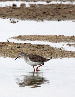 BIRD - REDSHANK - COMMON REDSHANK - CHAMBAL RIVER SANCTUARY INDIA (6).JPG