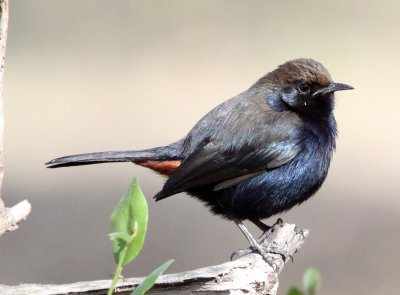 BIRD - ROBIN - INDIAN ROBIN - GIR FOREST GUJARAT INDIA (4).JPG