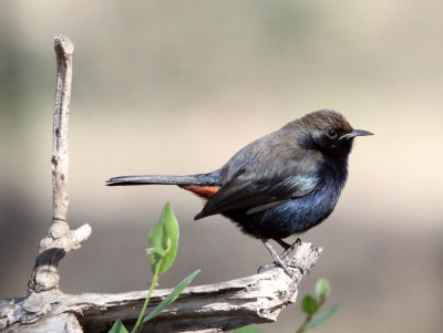 BIRD - ROBIN - INDIAN ROBIN - GIR FOREST GUJARAT INDIA (7).JPG