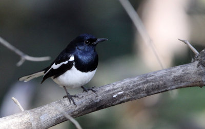 BIRD - ROBIN - ORIENTAL MAGPIE ROBIN - SOMCHAT GUJARAT INDIA (3).JPG