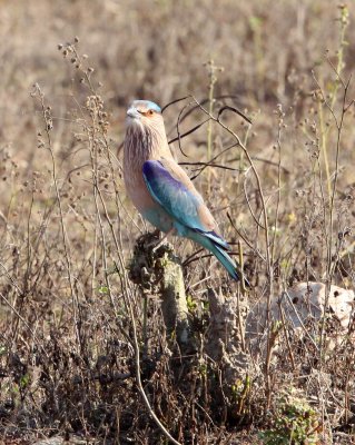 BIRD - ROLLER - INDIAN ROLLER - BLACKBUCK NATIONAL PARK INDIA (2).JPG