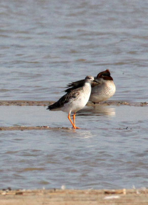 BIRD - RUFF - LITTLE RANN OF KUTCH GUJARAT INDIA (6).jpg