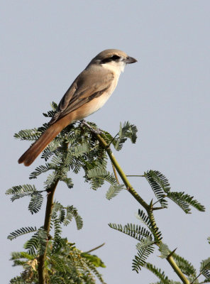 BIRD - SHRIKE - Isabelline SHRIKE - LITTLE RANN OF KUTCH GUJARAT INDIA (4).JPG