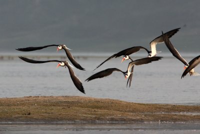 BIRD - SKIMMER - INDIAN SKIMMER - CHAMBAL SANCTUARY INDIA (1).JPG