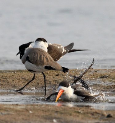 BIRD - SKIMMER - INDIAN SKIMMER - CHAMBAL SANCTUARY INDIA (21).JPG