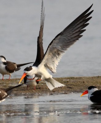 BIRD - SKIMMER - INDIAN SKIMMER - CHAMBAL SANCTUARY INDIA (51).JPG