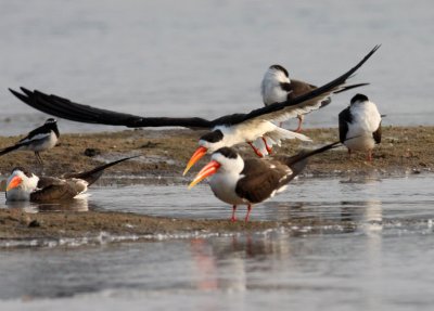 BIRD - SKIMMER - INDIAN SKIMMER - CHAMBAL SANCTUARY INDIA (54).JPG