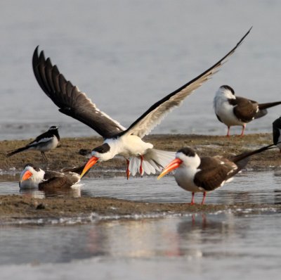 BIRD - SKIMMER - INDIAN SKIMMER - CHAMBAL SANCTUARY INDIA (55).JPG