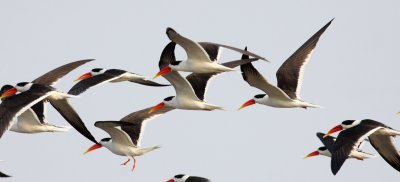 BIRD - SKIMMER - INDIAN SKIMMER - CHAMBAL SANCTUARY INDIA (65).JPG