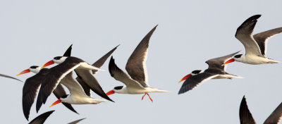 BIRD - SKIMMER - INDIAN SKIMMER - CHAMBAL SANCTUARY INDIA (69).JPG