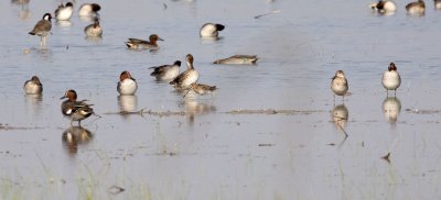 BIRD - SNIPE - COMMON SNIPE WITH COMMON TEALS - LITTLE RANN OF KUTCH GUJARAT INDIA (5).JPG