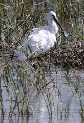 BIRD - SPOONBILL - EURASIAN SPOONBILL - LITTLE RANN OF KUTCH GUJARAT INDIA (12).JPG