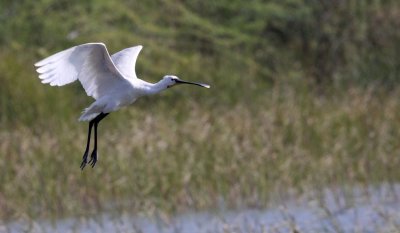 BIRD - SPOONBILL - EURASIAN SPOONBILL - LITTLE RANN OF KUTCH GUJARAT INDIA (34).JPG