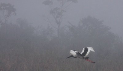 BIRD - STORK - BLACK-NECKED STORK - KAZIRANGA NATIONAL PARK ASSAM INDIA (1).JPG