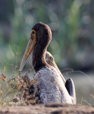 BIRD - STORK - PAINTED STORK - BLACKBUCK NATIONAL PARK INDIA (5).JPG