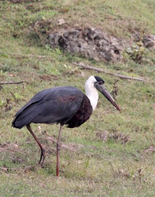 BIRD - STORK - WOOLLY-NECKED STORK - CHAMBAL RIVER SANCTUARY INDIA (11).JPG