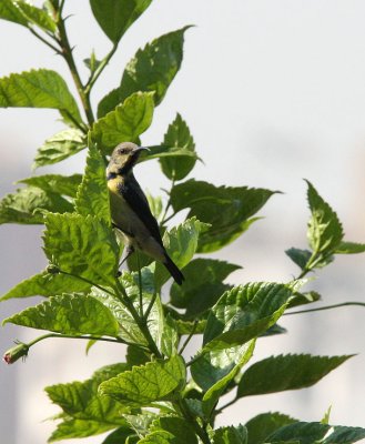 BIRD - SUNBIRD - PURPLE SUNBIRD - NECTARINIA ASIATICA - AHMEDABAD GUJARAT INDIA (1).JPG