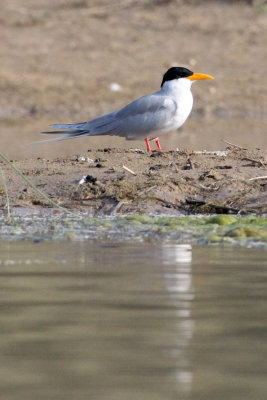 BIRD - TERN - RIVER TERN - STERNA AURANTIA - CHAMBAL SANCTUARY INDIA (5).JPG