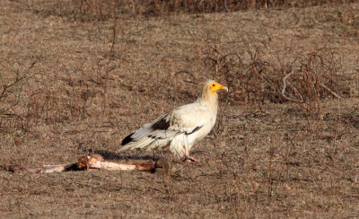 BIRD - VULTURE - EGYPTIAN VULTURE - KANHA NATIONAL PARK INDIA (1).JPG