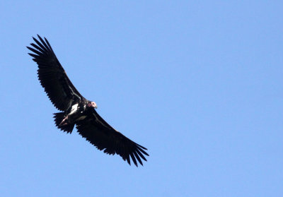 BIRD - VULTURE - RED-HEADED OR KING VULTURE - KANHA NATIONAL PARK INDIA (10).JPG