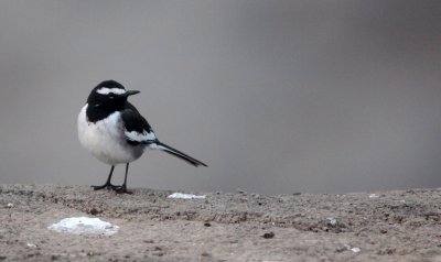 BIRD - WAGTAIL - WHITE-BROWED WAGTAIL - GIR FOREST GUJARAT INDIA (2).JPG